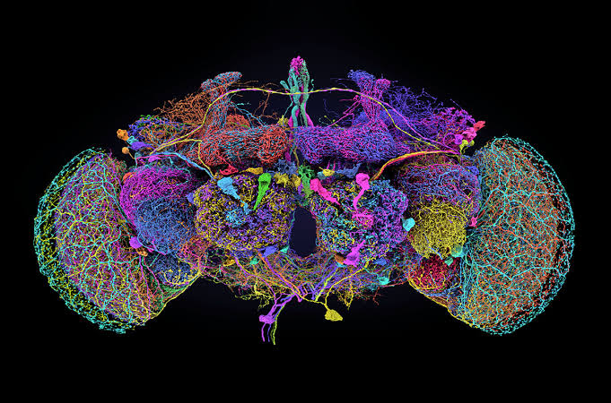 Reconstrução tridimensional colorida do sistema nervoso central de uma mosca-das-frutas, mostrando milhares de neurônios entrelaçados em diferentes cores
